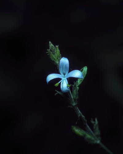 Carlowrightia parviflora, photograph 6
