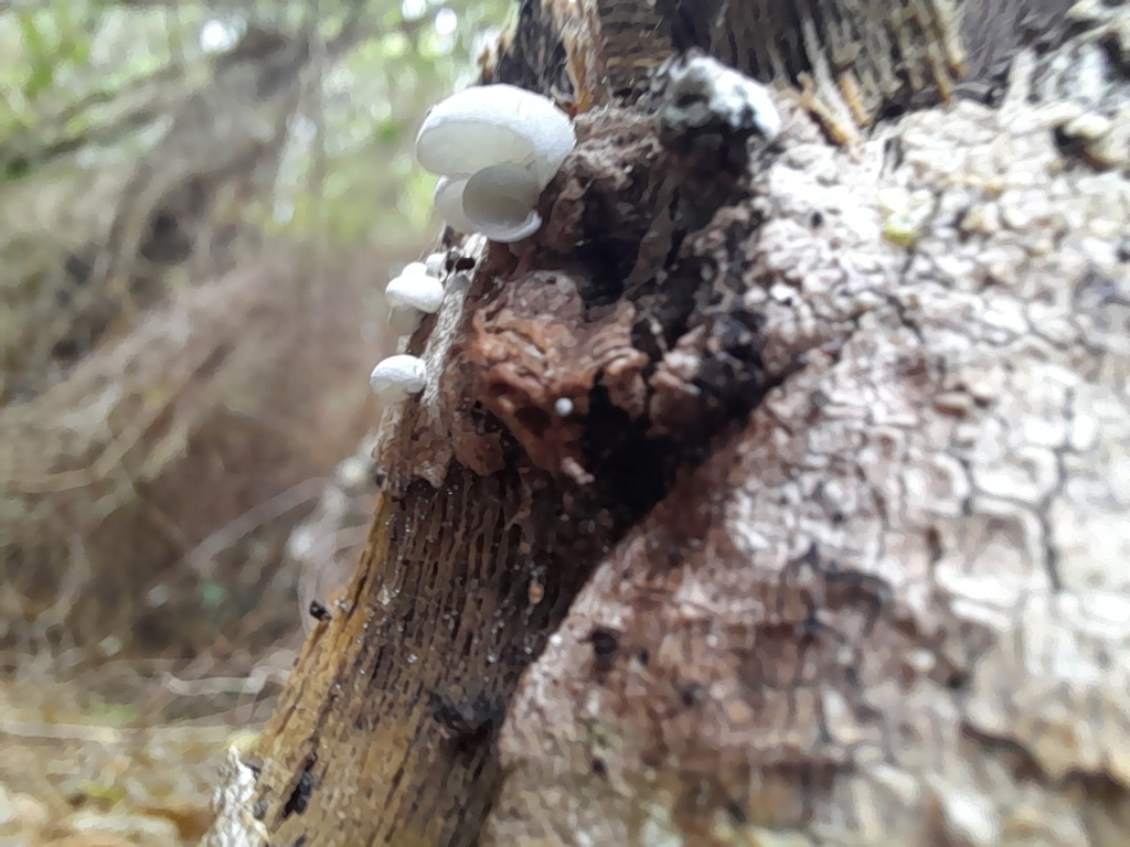Campanella tristis · January 2025 · photo: © mphnz (iNaturalist, cc0)