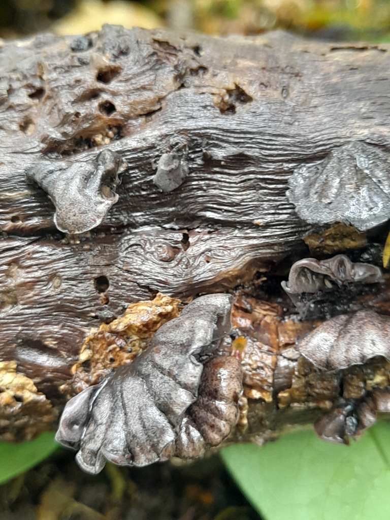 Anthracophyllum archeri · January 2025 · photo: © mphnz (iNaturalist, cc0)