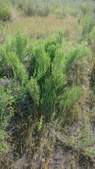 Leuzea repens