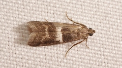 Elegia similella