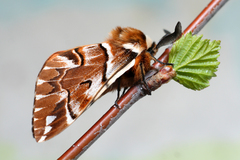 Endromis versicolora