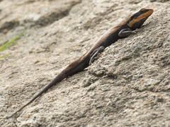 Psammophilus dorsalis