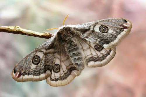 Emperor moth