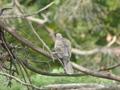 Streptopelia decaocto
