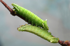 Endromis versicolora