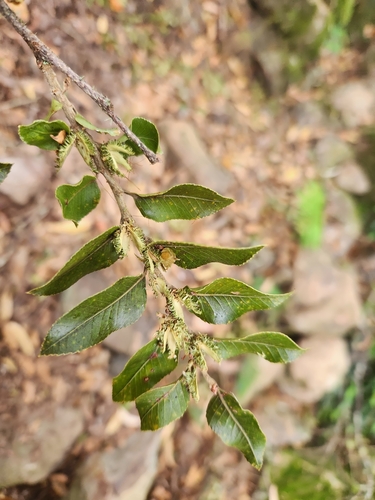 Image of Nothofagus moorei by (c) Shelomi Doyle, some rights reserved (CC BY)