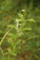 Silene tatarica