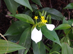 Mussaenda pubescens
