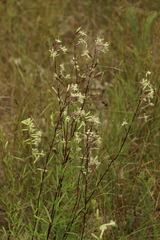 Silene tatarica