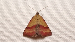 Phytometra viridaria