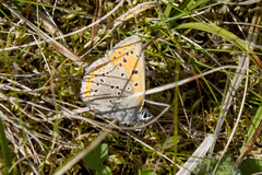 Lycaena hippothoe hippothoe