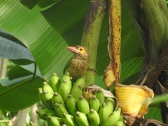 Psilopogon zeylanicus