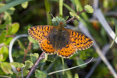 Boloria aquilonaris