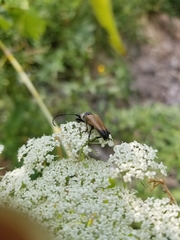 Trigonarthris