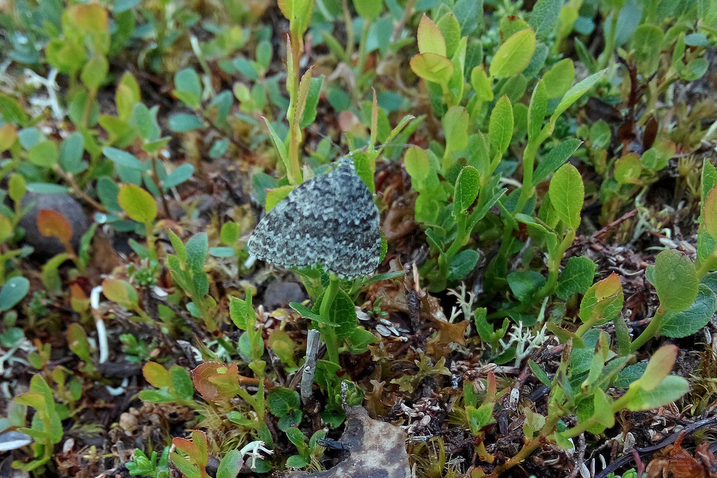 Entephria polata