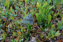 Entephria polata