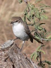Marico Flycatcher photo 2
