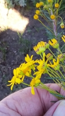 Euryops thunbergii