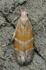 Battaristis vittella