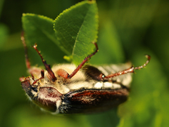 Melolontha melolontha