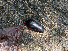 Opisthoplatia orientalis