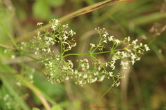 Galium mollugo