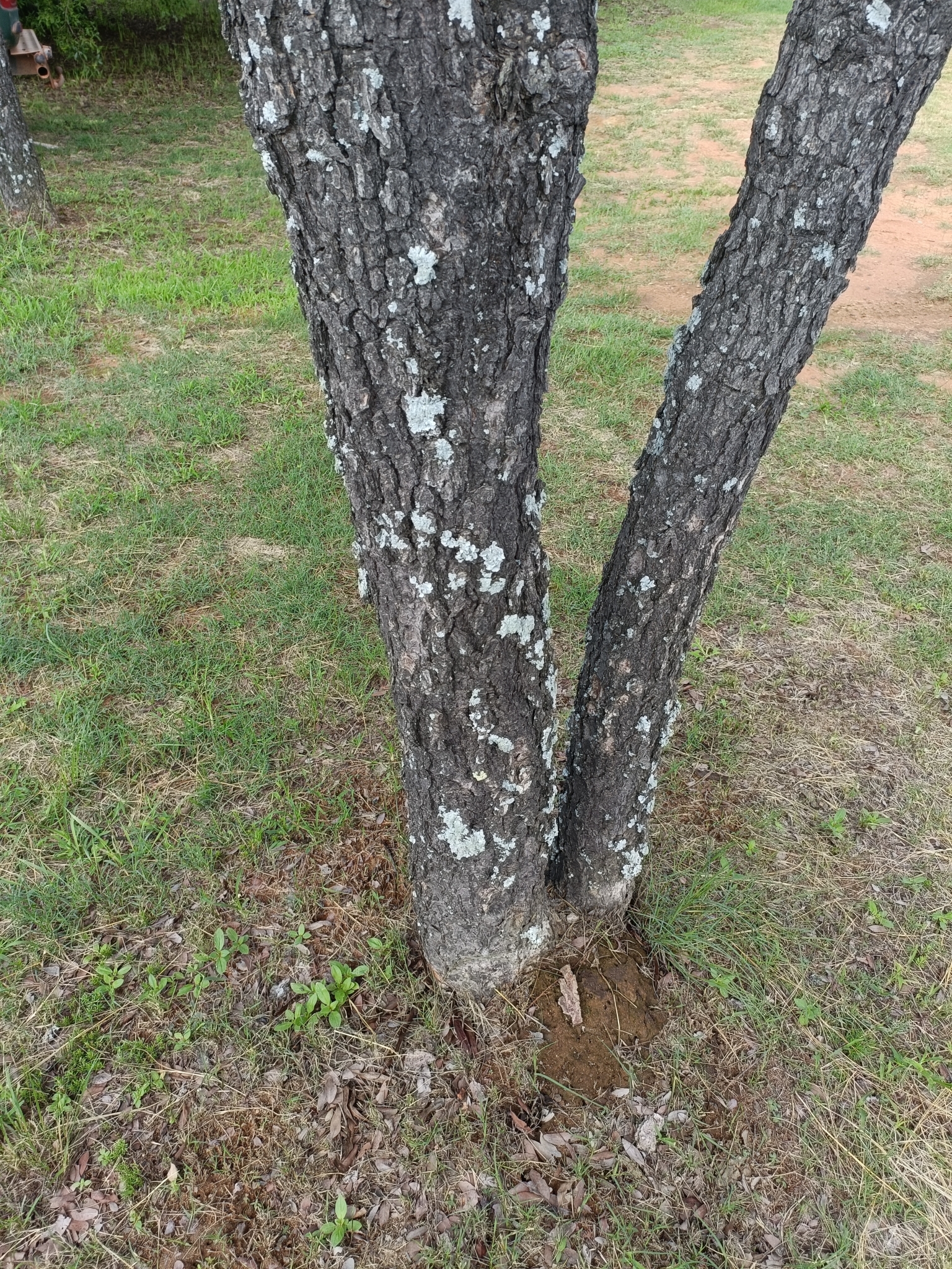 Imagem de Pau-ferro-africano