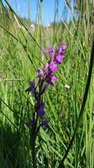 Dactylorhiza elata