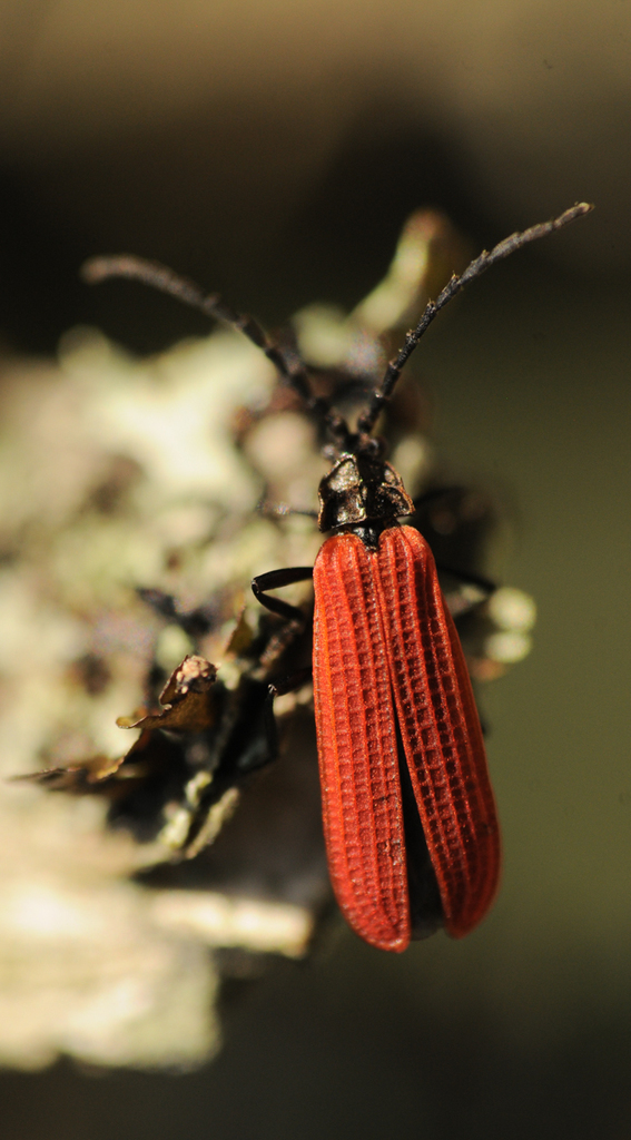 Xylobanellus