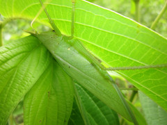 Copiphora steinbachi