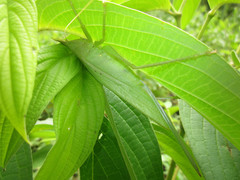 Copiphora steinbachi