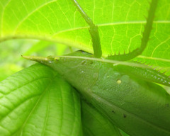 Copiphora steinbachi