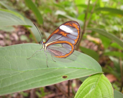 Ithomia