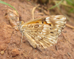 Aricoris incana