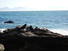 Corvus brachyrhynchos caurinus