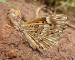 Aricoris incana