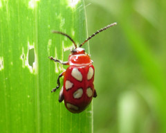 Omophoita annularis