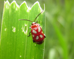 Omophoita annularis