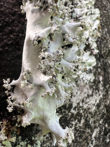 Parmotrema cristiferum