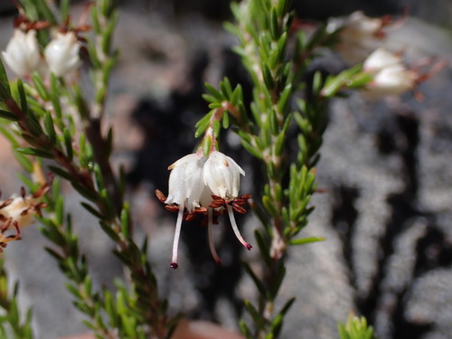 Glossyleaf Heath (Erica demissa)
