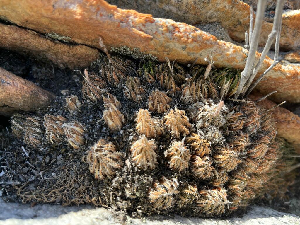Haworthia outeniquensis, Eden, ZA-WC, ZA