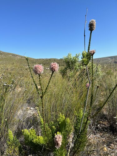 Image of Paranomus longicaulis by (c) Ren Hoekstra, some rights reserved (CC BY)