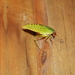 Ruidocollaris convexipennis - Photo (c) zhaomzhai, algunos derechos reservados (CC BY-NC), subido por zhaomzhai