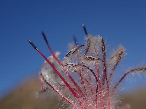 Image of Paranomus longicaulis by (c) Ren Hoekstra, some rights reserved (CC BY)