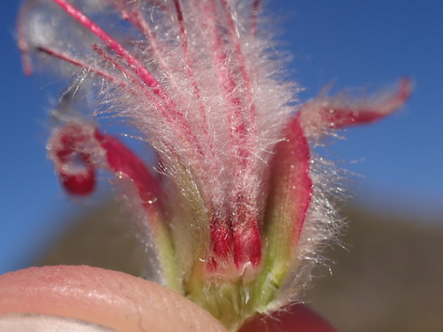 Image of Paranomus longicaulis by (c) Ren Hoekstra, some rights reserved (CC BY)