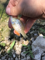 Lepomis humilis