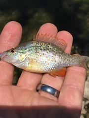 Lepomis humilis