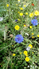 Centaurea cyanus