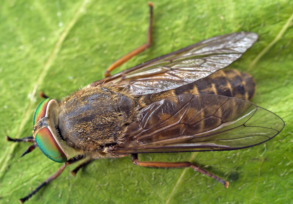 Slender-horned Horse Fly